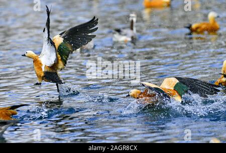 Lhasa, Chine, région autonome du Tibet. 18Th Oct, 2019. Ruddy shelducks sont vus à l'Longwangtan à Lhassa, parc du sud-ouest de la Chine dans la région autonome du Tibet, le 20 Déc., 2019. De nombreux oiseaux migrateurs, tels que bar et oies à tête à tête noire cerclé, arrive ici pour échapper au froid. Credit : Zhang Rufeng/Xinhua/Alamy Live News Banque D'Images