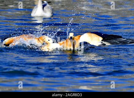 Lhasa, Chine, région autonome du Tibet. 18Th Oct, 2019. Ruddy shelducks sont vus à l'Longwangtan à Lhassa, parc du sud-ouest de la Chine dans la région autonome du Tibet, le 20 Déc., 2019. De nombreux oiseaux migrateurs, tels que bar et oies à tête à tête noire cerclé, arrive ici pour échapper au froid. Credit : Zhang Rufeng/Xinhua/Alamy Live News Banque D'Images