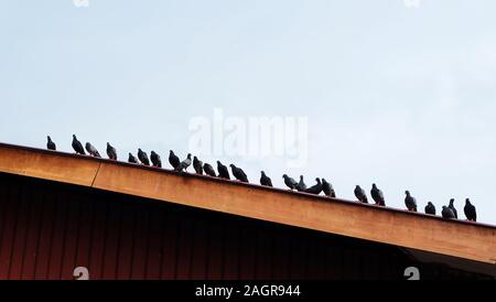 Les pigeons standing in a row sur un toit. Banque D'Images