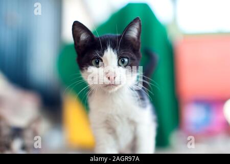 Les sans-abri chaton noir et blanc à la caméra à dans la rue. Concept de protection des animaux Banque D'Images