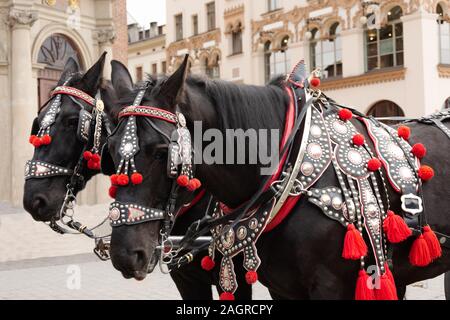 Chevaux dans une belle maison de vacances de munitions sur la place principale de la ville historique. Transport traditionnel pour les touristes près de l'église historique de Cracovie, Pola Banque D'Images