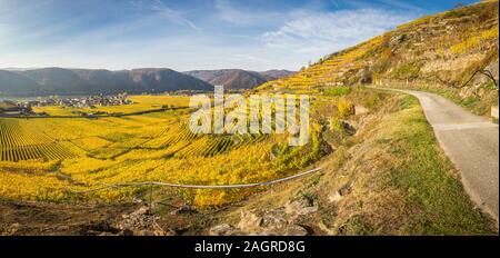 Panorama d'un vinyard avec terrasses et vallée de la Wachau près de Durnstein, Autriche Banque D'Images