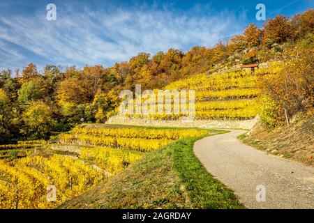 Conference avec terrasses à l'automne en vallée de la Wachau près de Durnstein, Autriche Banque D'Images