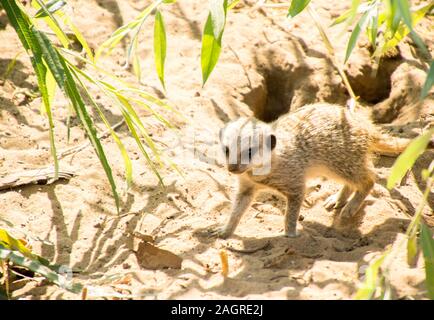 Un des plus mignonne et la plupart des animaux de peuplier à la télévision et à l'état sauvage, le Meerkat. Il s'agit d'une petite taille et caractère drôle de les rendre agréable à regarder pour Banque D'Images