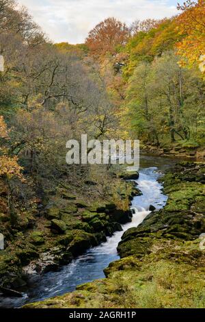 Vue de haut de la rivière Wharfe circulant dans les étroites pittoresque vallée bordée de bois La SRCFA - Bolton Abbey Estate, Yorkshire, Angleterre, Royaume-Uni. Banque D'Images