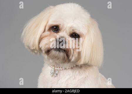 Zuchon (Bichon Flise croisé avec un Shih Tzu), 3 ans, femme, Royaume-Uni. Banque D'Images