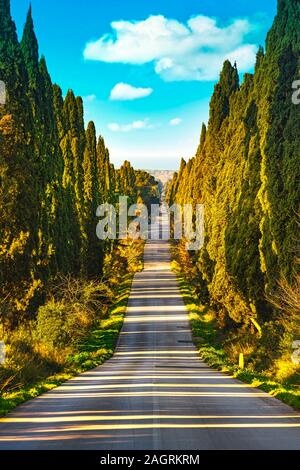 Cyprès de Provence célèbre paysage arbres boulevard tout droit. Monument de la maremme, Toscane, Italie, Europe. Banque D'Images