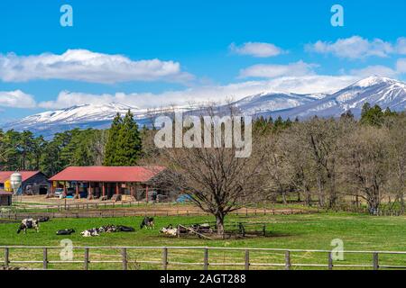 Vache paissant dans le champ vert avec la beauté pleine floraison fleurs sakura dans Koiwai ferme pendant la saison des cerisiers en fleur au printemps ( Avril Mai ) en journée ensoleillée Banque D'Images