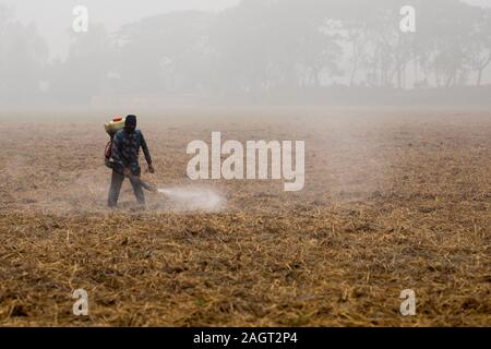 DHAKA, BANGLADESH - 21 décembre 2019 : Un homme s'étend sur les terres cultivées de la médecine les pesticides. Banque D'Images