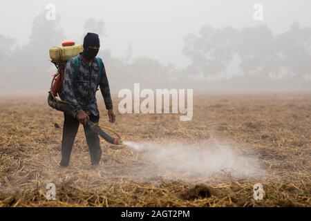 DHAKA, BANGLADESH - 21 décembre 2019 : Un homme s'étend sur les terres cultivées de la médecine les pesticides. Banque D'Images