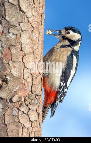 Großer Buntspecht, Weibchen (Dendrocopos major Pic), femme • Baden-Württemberg, Allemagne Banque D'Images