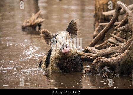 Un sanglier ou populations de porcs dans un marais de Louisiane. Banque D'Images