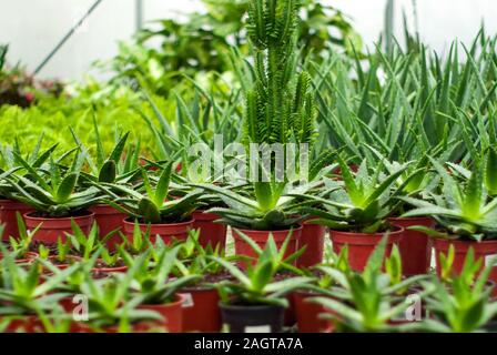 Tropical intérieur diverses plantes succulentes dans une serre Banque D'Images