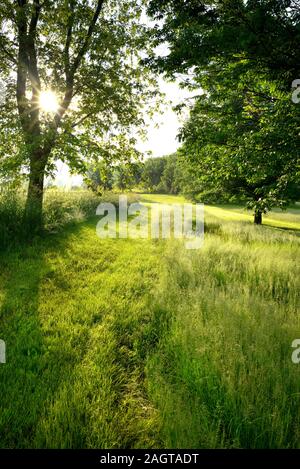 La lumière du soleil tôt le matin jette des ombres profondes sur une voie à travers les hautes herbes. Banque D'Images