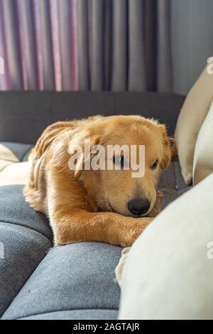 Cinq mois et golden retriever couché sur un canapé à la maison Banque D'Images