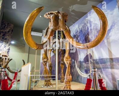 Azov, Russie - le 27 juillet 2019 : squelette fossile de la steppe mammouth. La pièce de l'Azov Archéologique Historique et Musée paléontologique. Banque D'Images