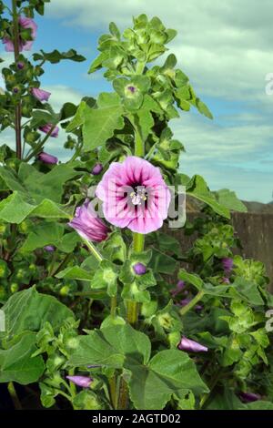 Malva arborea (tree mallow) est originaire des côtes de l'Europe de l'ouest et la région méditerranéenne se produisant dans divers habitats côtiers. Banque D'Images