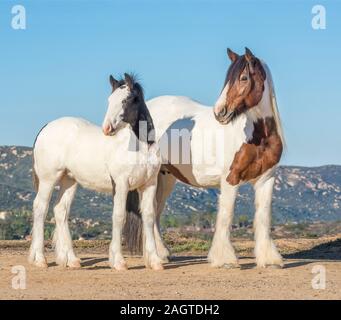 Gypsy Vanner colt Horse weanling poulain avec mare Banque D'Images