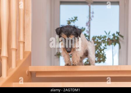 Jack Russell Terrier de 2 ans. Petit chien sur un escalier ouvert Banque D'Images