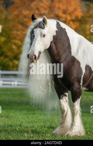 Gypsy Vanner Horse mare en feuillage d'automne Banque D'Images