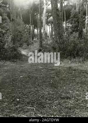 La forêt de pins où l'officier de l'armée italienne, aviateur et homme politique fasciste Ettore Muti a été tué, Fregene, Italie 1943 Banque D'Images