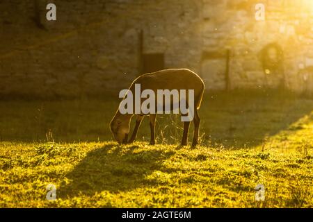 Un mouton parcourt alors que le soleil se couche. Banque D'Images