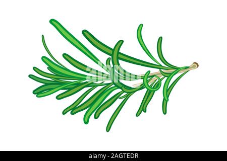 Rosemary isolé sur fond blanc. Rosemary Branch. L'insectifuge naturel. Herbes et épices romarin pour livre, couvrir, d'emballage, d'étiquetage, la bannière Illustration de Vecteur