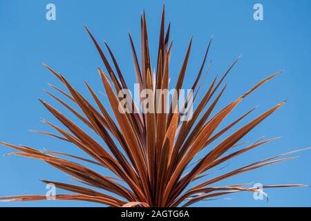 Cordyline australis 'Torbay translucide Red' les feuilles des plantes contre le fond de ciel bleu et clair en été Banque D'Images