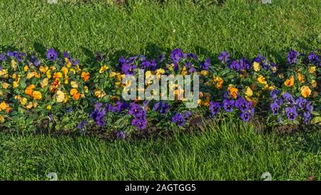 Jardin de la pansy Viola tricolor hortensis Banque D'Images