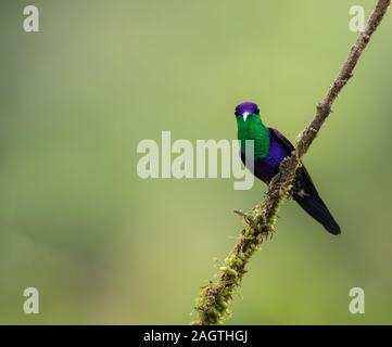 Woodnymph couronné. (Thalurania colombica). Panama Banque D'Images