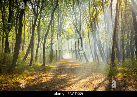 Un matin tôt dans un parc en automne Banque D'Images