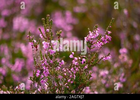 Close up of Heather ( Calluna vulgaris ) dans les Highlands d'Ecosse Sutherland UK Banque D'Images