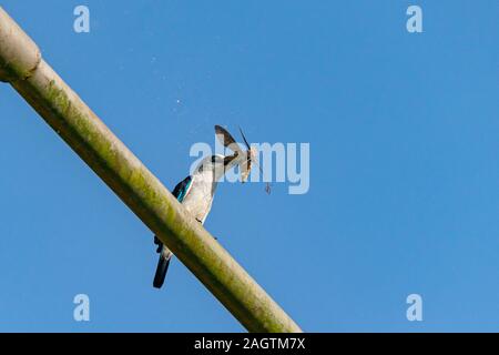 Woodland Kingfisher (Halcyon senegalensis) perché sur un métal avec Tiger Moth proie de peluches de l'espèce dans le vent à Entebbe, Ugand Banque D'Images