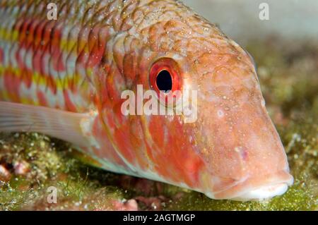 Rouget rayé (Mullus surmuletus) portrait du poisson dans le Parc Naturel de Ses Salines (Formentera, Pityuses, Îles Baléares, mer Méditerranée, Espagne) Banque D'Images