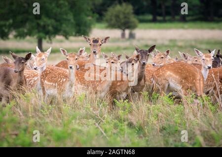 Troupeau ou d'un groupe de daims sauvages (Dama dama) femmes (DOE) et les jeunes, dans l'herbe et la prairie, debout, Richmond Park, Royaume-Uni Banque D'Images