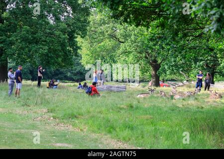 Un groupe de gens prennent des photos de téléphone mobile le parc Richmond les cerfs sauvages, le daim (Dama dama) à très faible distance, Richmond, London, UK Banque D'Images