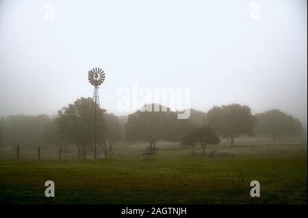 Forêt de chêne vert dans le brouillard en hiver en Castille- España Banque D'Images