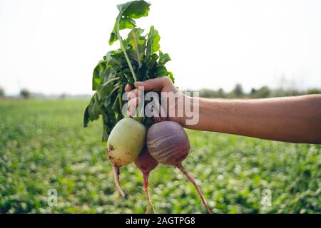 Farmer holding radis récoltés, Close up of hand avec légumes racine Banque D'Images