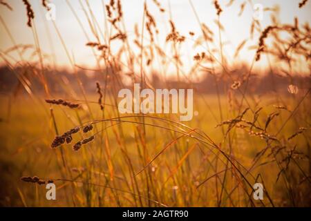 Belle Herbe dans un champ au coucher du soleil. Banque D'Images