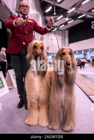 Vilnius, Lituanie. Dec 21, 2019. Deux chiens Lévrier Afghan sont vu à une exposition canine internationale à Vilnius, en Lituanie, le 21 décembre 2019. Autour de 2 000 chiens d'Europe et d'autres pays ont été présentés à l'événement d'une durée de 20 déc. au 7 janv. 22. Alfredas Crédit : Pliadis/Xinhua/Alamy Live News Banque D'Images