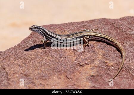 Scinque à queue de cuivre au soleil sur la roche de grès Banque D'Images