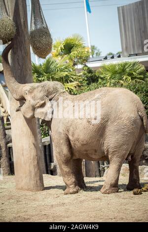 Les éléphants d'Asie au zoo de Chester 2019 Banque D'Images