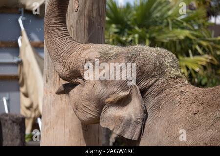 Les éléphants d'Asie au zoo de Chester 2019 Banque D'Images