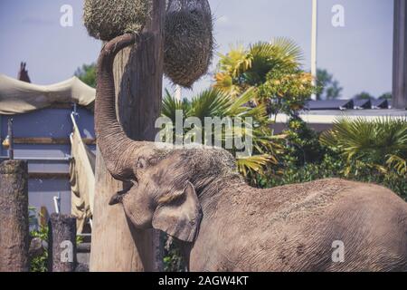 Les éléphants d'Asie au zoo de Chester 2019 Banque D'Images