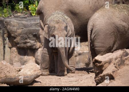 Les éléphants d'Asie au zoo de Chester 2019 Banque D'Images