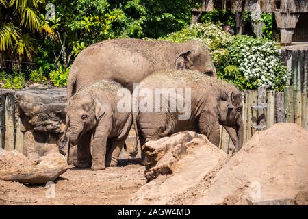 Les éléphants d'Asie au zoo de Chester 2019 Banque D'Images
