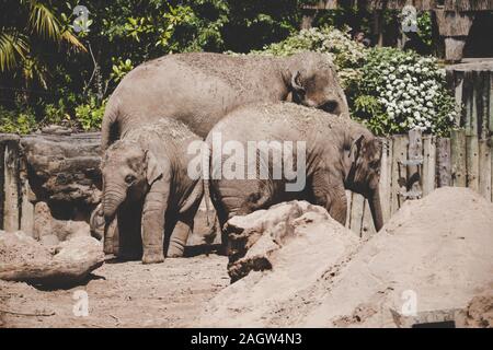 Les éléphants d'Asie au zoo de Chester 2019 Banque D'Images