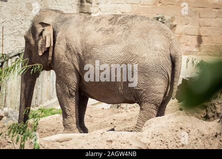 Les éléphants d'Asie au zoo de Chester 2019 Banque D'Images