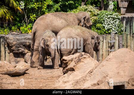 Les éléphants d'Asie au zoo de Chester 2019 Banque D'Images