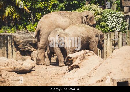 Les éléphants d'Asie au zoo de Chester 2019 Banque D'Images